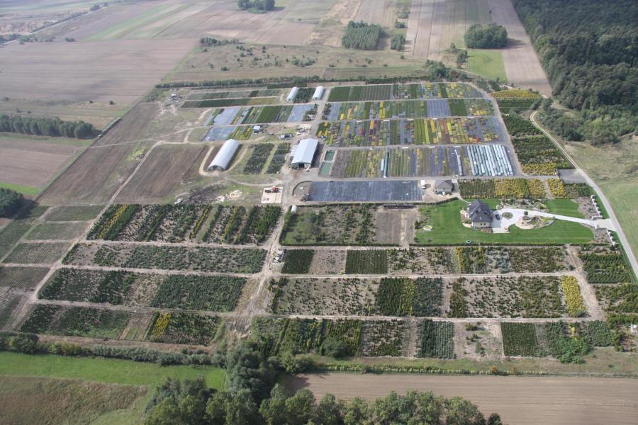 DABROWKA - školka okrasných, jehličnatých, listnatých keřů, Polsko 01