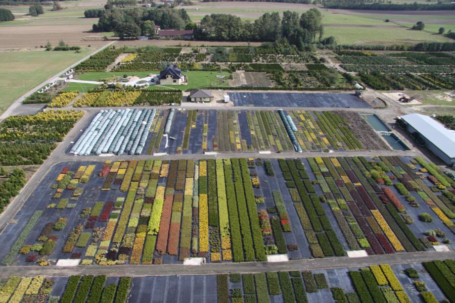 DABROWKA - školka okrasných, jehličnatých, listnatých keřů, Polsko 02