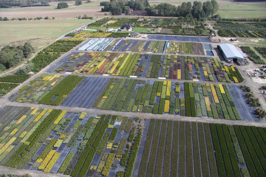 DABROWKA - školka okrasných, jehličnatých, listnatých keřů, Polsko 03