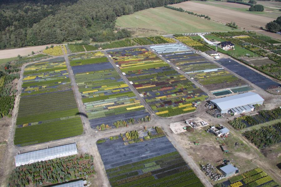 DABROWKA - školka okrasných, jehličnatých, listnatých keřů, Polsko 04