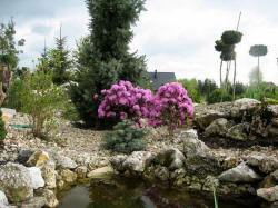 DABROWKA - školka okrasných, jehličnatých, listnatých keřů, Polsko 06