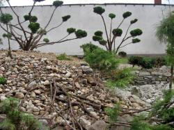 DABROWKA - školka okrasných, jehličnatých, listnatých keřů, Polsko 07