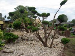 DABROWKA - školka okrasných, jehličnatých, listnatých keřů, Polsko 08