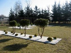 DABROWKA - školka okrasných, jehličnatých, listnatých keřů, Polsko 09