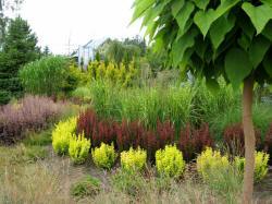 DABROWKA - školka okrasných, jehličnatých, listnatých keřů, Polsko 10