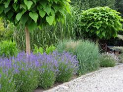 DABROWKA - školka okrasných, jehličnatých, listnatých keřů, Polsko 11