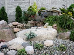 DABROWKA - školka okrasných, jehličnatých, listnatých keřů, Polsko 12