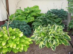 DABROWKA - školka okrasných, jehličnatých, listnatých keřů, Polsko 15